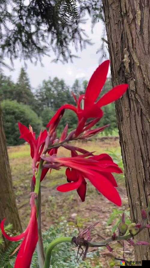 吃花的危害：核心流水喝是怎么回事？