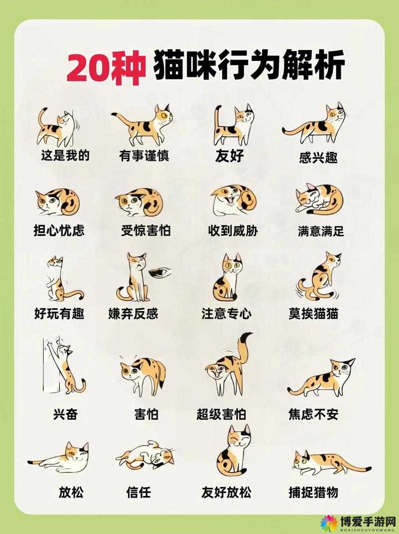 猫咪社交行为大揭秘：如何通过观察猫咪互动提升它们的幸福感？