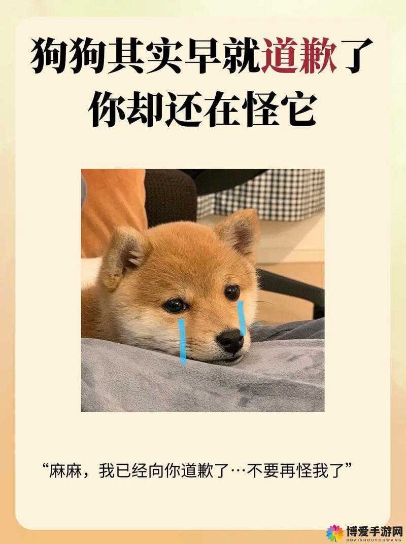 如果你是主人，狗狗跪着向你走来，你该怎么办？