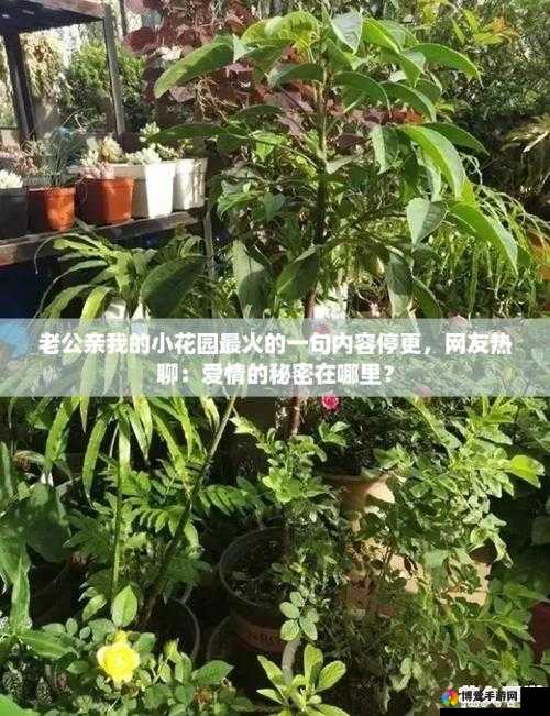 老公亲我的小花园引发热议，网友热议停更原因大揭秘