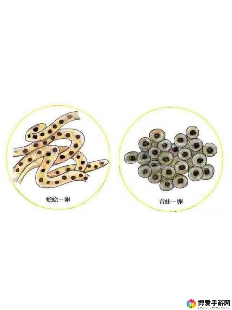 小蝌蚪视频：探寻神秘的生殖奥秘