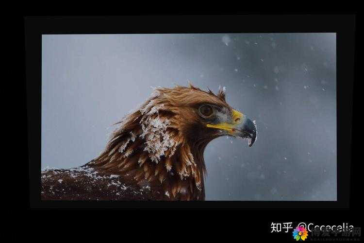 入禽太深1080P高清完整版：深度解析与精彩片段，带你领略视觉与情感的双重冲击