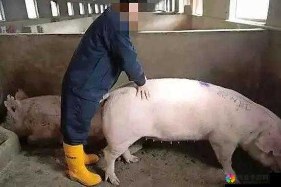 高清人和猪又细又长像钻头？为何会有这样奇特的形容与现象？