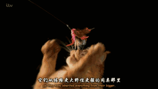 一级髦片免费播放视频在线观看，高清无码资源全收录，最新热门影片一网打尽