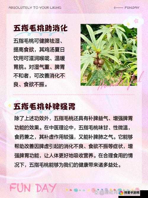 五指毛桃不适宜人群有哪些？这些人群需特别注意避免食用