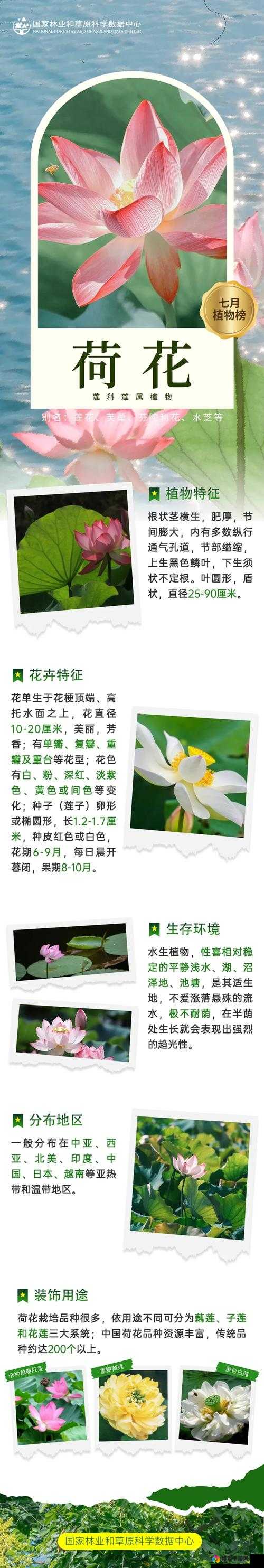 梦想星城荷花深度解析，技能作用、属性图鉴及更多揭秘