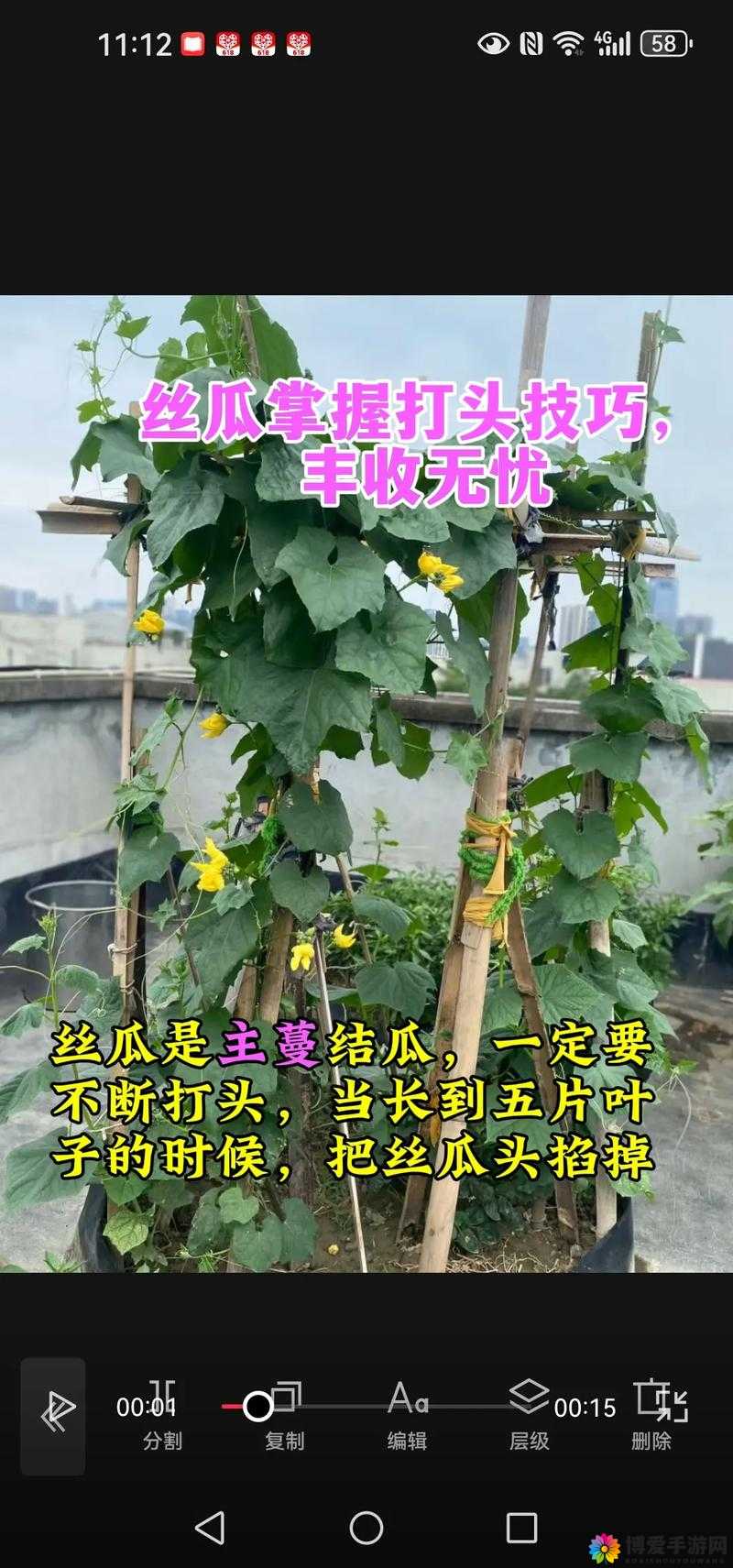 丝瓜草莓秋葵绿巨人ios视频全解析:如何轻松掌握种植技巧与养护秘诀