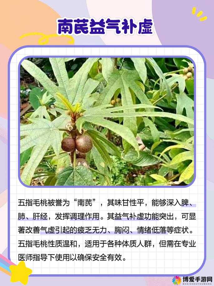 五指毛桃真的有壮阳功效吗？带你了解五指毛桃壮阳功效的真相