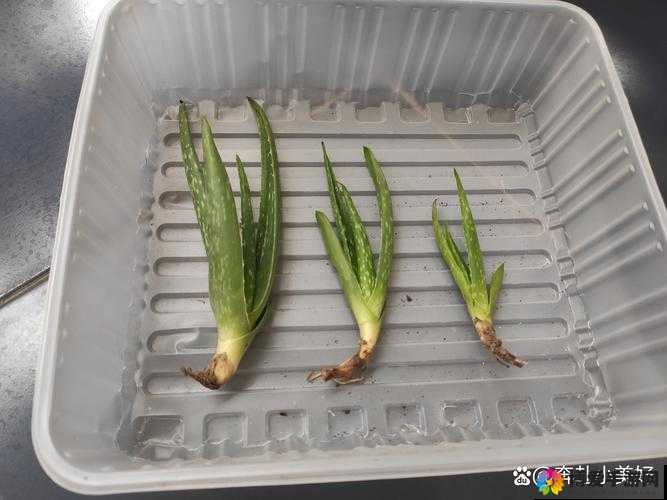 面膜上边和面膜下边的财阀少爷究竟有着怎样的故事？探秘其背后不为人知的秘密