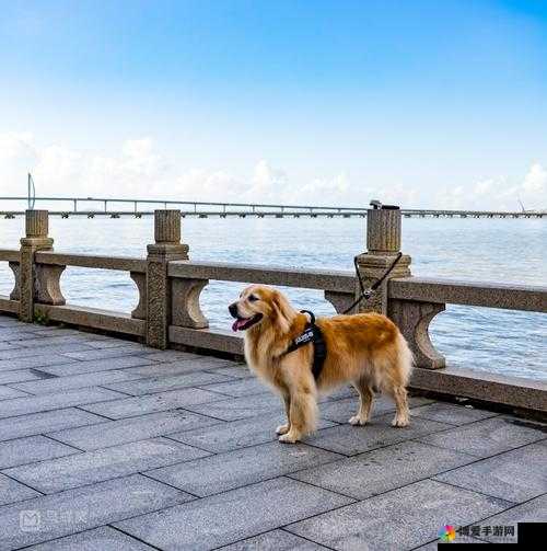 爱情岛论讨免费路线一：一生追寻的浪漫之旅