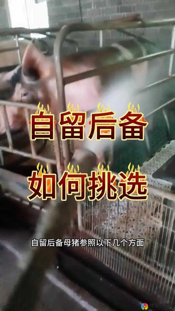 关于最好的母猪水门，你想知道它有哪些特点和如何挑选吗？