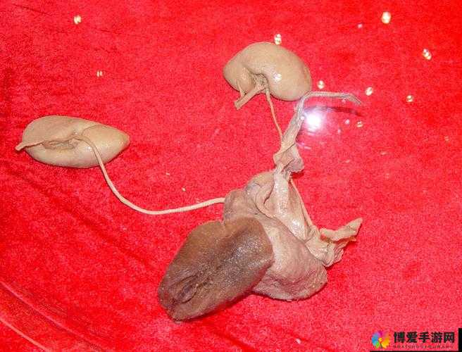 生殖标本有哪些重要意义和价值?如何正确解读生殖标本信息?