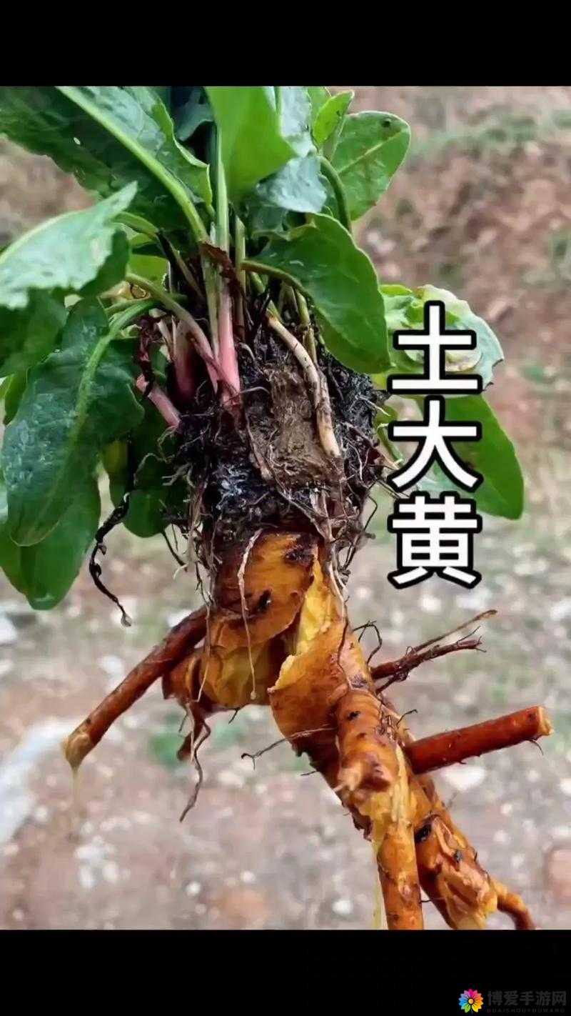 土黄有哪些使用方法？它在生活中有哪些作用？