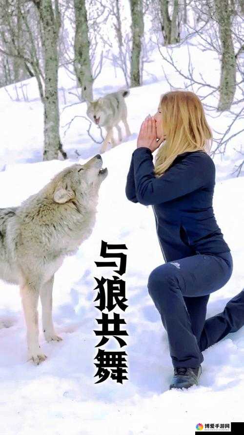 女人与公狼交酡视频引发热议：揭秘背后真相与野生动物互动的安全警示