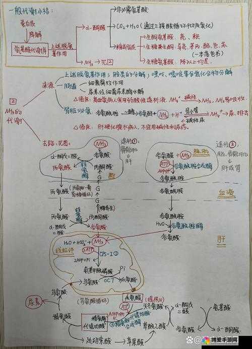 自由的 ZOZO 如何在体内代谢生成？