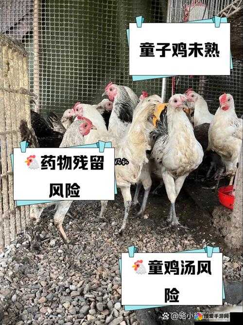 小孩子能不能吃童子鸡？专家解答来啦童子鸡对小孩健康的影响究竟如何？