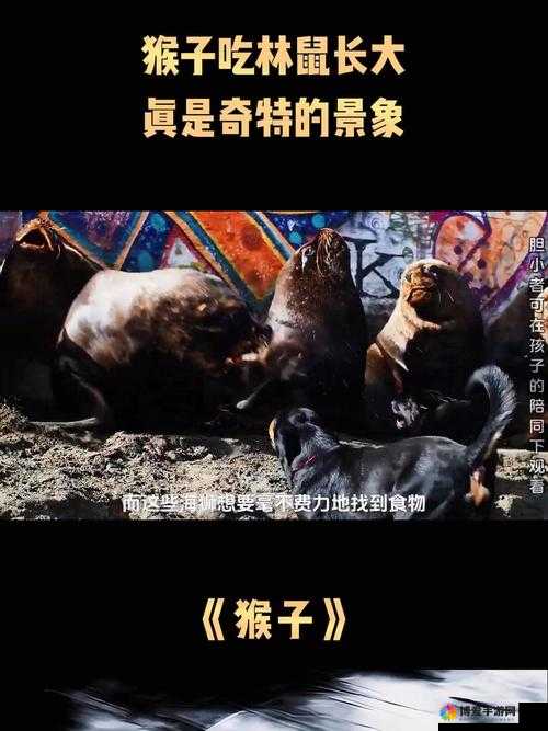 二人生猴子全集免费观看，这部影片为何如此受欢迎？