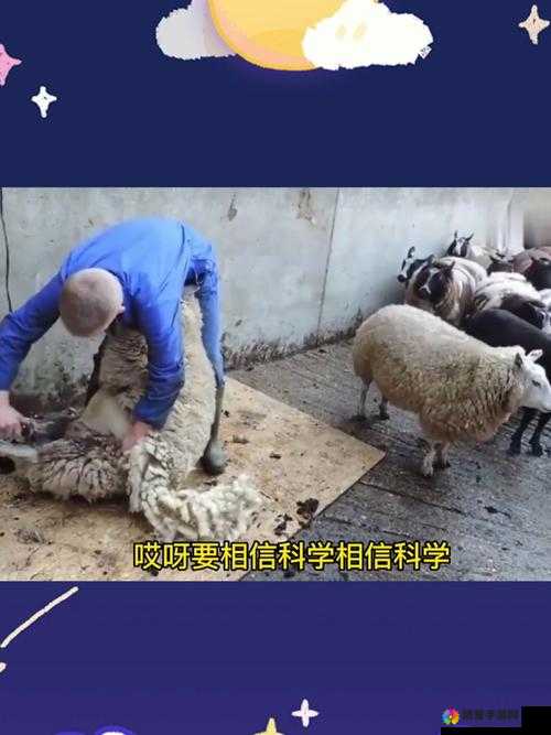 如何科学日羊？掌握这些技巧让你的日羊过程更加高效与安全