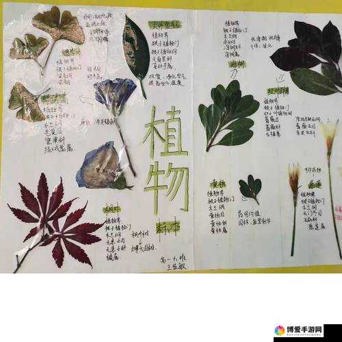 手工植物标本制作教程:如何完整保存并展示自然之美,打造独特家居装饰品