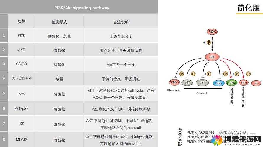 为什么 Akt 在细胞信号转导中如此重要?akt 是什么的缩写?akt 抑制剂有哪些作用机制?