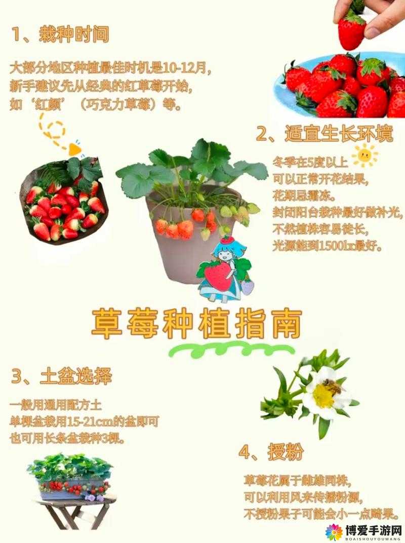 草莓视频旧版本有何特别之处？功能、内容全面剖析等你来了解