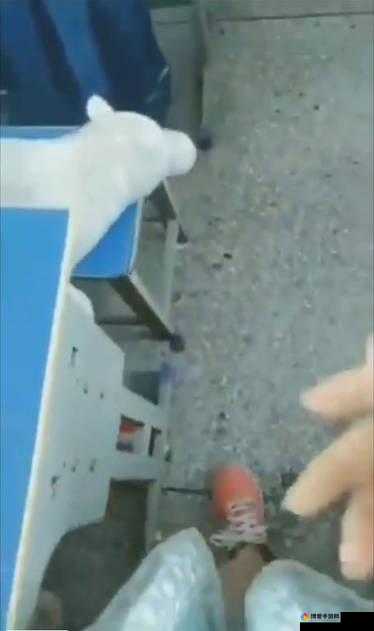 女教师露出毛茸茸引发热议：课堂上的意外瞬间如何影响学生与教师的互动？