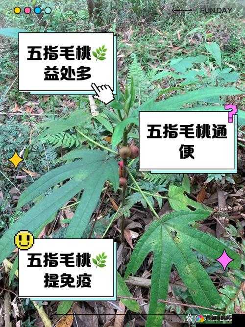 五指毛桃对男人的功效与作用有哪些？了解五指毛桃如何提升男性健康与活力