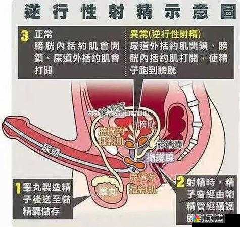 日本体内躰精 2 是什么？它对人体有什么影响？