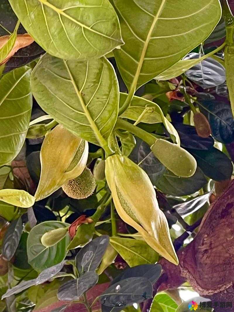 菠萝蜜开花前有什么征兆？6 个迹象表明它即将开花