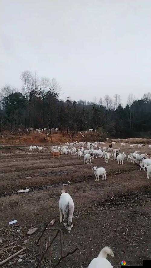 人日山羊会跑吗？揭秘山羊在不同环境下的奔跑能力与习性