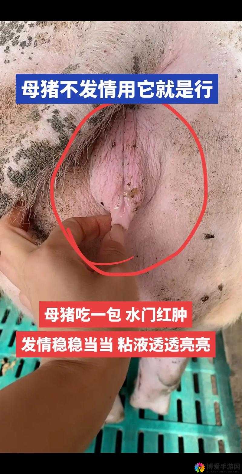 水门最大可以留母猪吗？养殖户必看的母猪留种技巧与注意事项