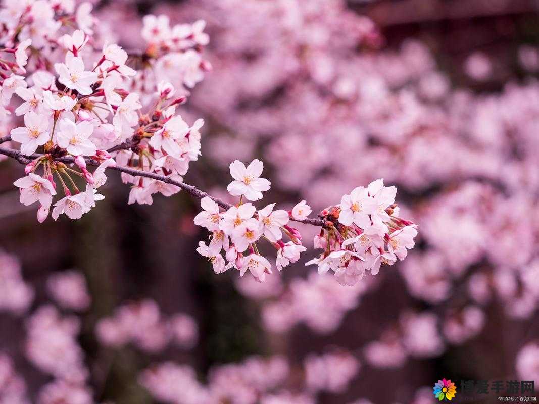 五月综合激情：是季节的魔法还是内心的骚动？