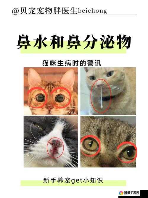猫咪流鼻涕一直不好怎么办？宠物医生教你如何有效应对和治疗方法
