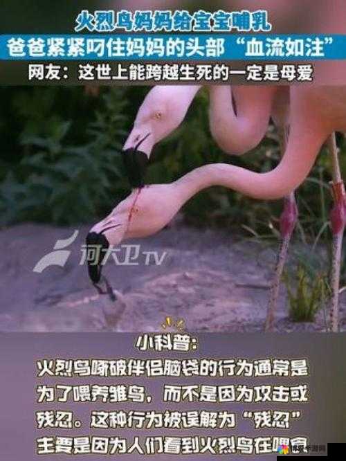雏鸟幼儿的初吻给了谁？这个问题引发网友热议