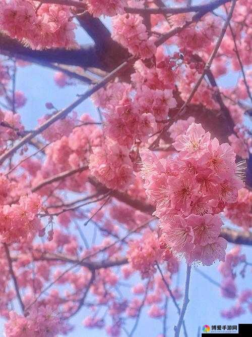相亲对象是老师樱花盛开的季节，如何巧妙安排浪漫约会增进感情？
