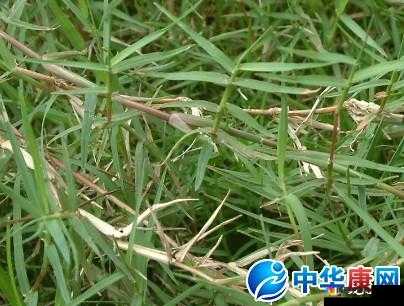 武极天下手游铁线草怎么获得?铁线草获取作用介绍