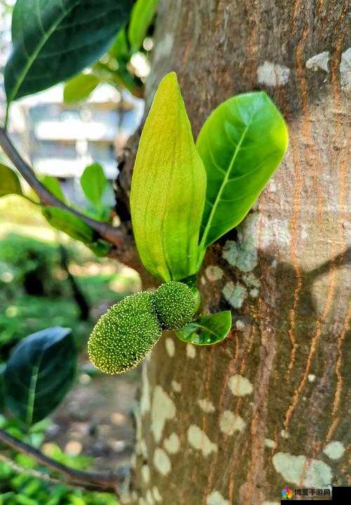 菠萝蜜开花前有什么征兆？6 个迹象表明菠萝蜜即将开花