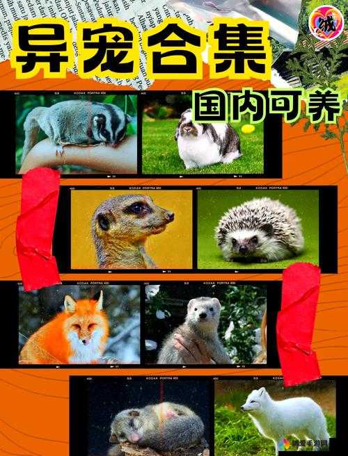 大话西游手游松鼠怎么加点与捕捉指南