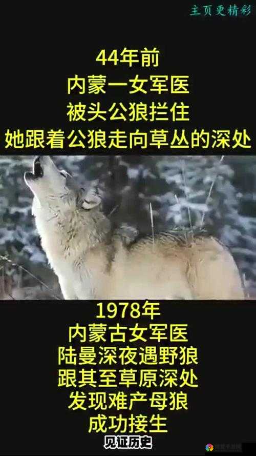 公狼和女人发生了什么？他们之间的关系为何如此特殊？