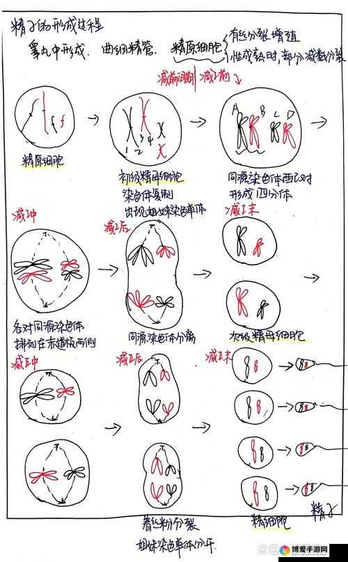 日本体内she精的生成机制:揭秘身体如何自然产生这一神秘物质?