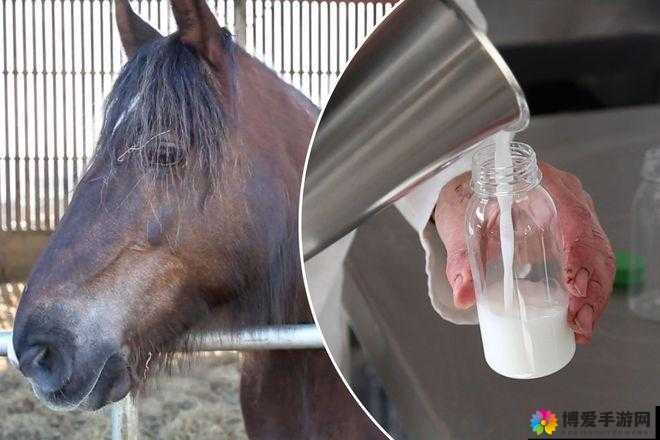 马匹配对全过程是怎样的?深入探究马匹配对的具体步骤与细节