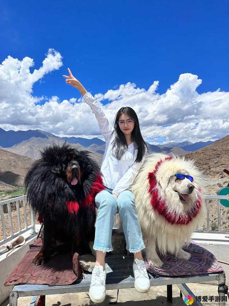 女性与藏獒亲密互动视频曝光，揭秘藏獒与人类之间的深厚情感纽带