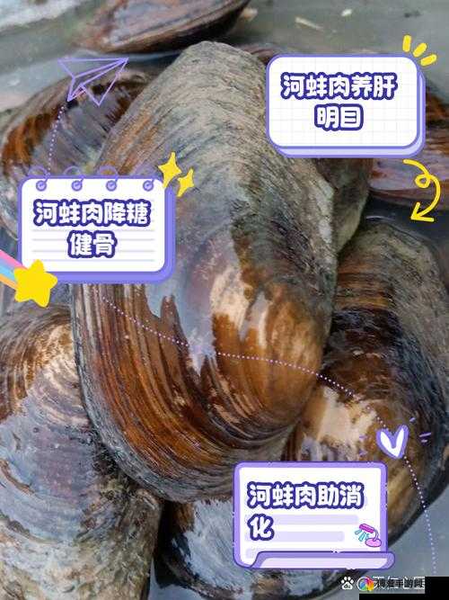 蚌肉里面有一种像泥的是什么东西？揭秘蚌肉中的神秘物质及其食用安全性